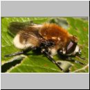 Merodon equestris - Narzissenschwebfliege 15.jpg